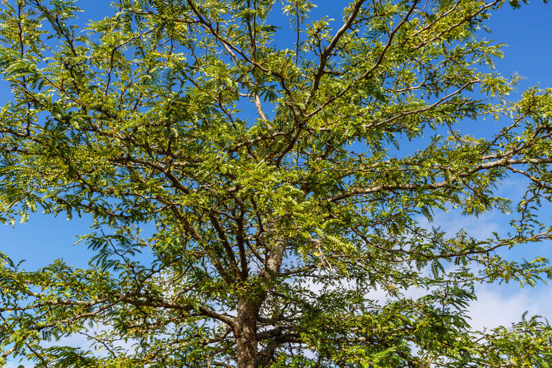 Gleditsia triacanthos Skyline