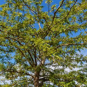 Gleditsia triacanthos Skyline