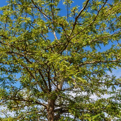 Gleditsia triacanthos Skyline