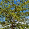 Gleditsia triacanthos Skyline