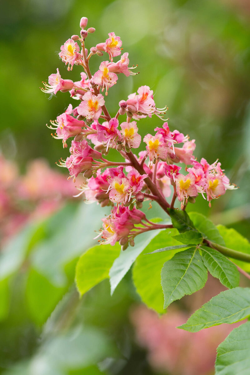 Aesculus carnea Briotii