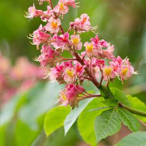 Aesculus carnea Briotii