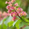 Aesculus carnea Briotii