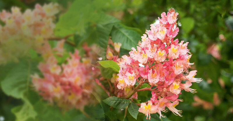 Aesculus carnea Briotii
