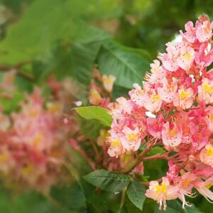 Aesculus carnea Briotii