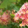 Aesculus carnea Briotii