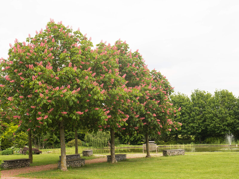 Aesculus carnea Briotii