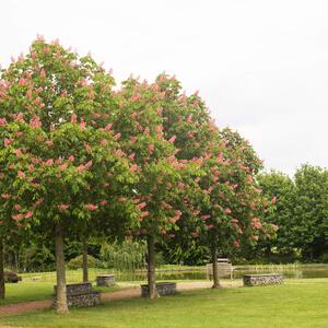 Aesculus carnea Briotii