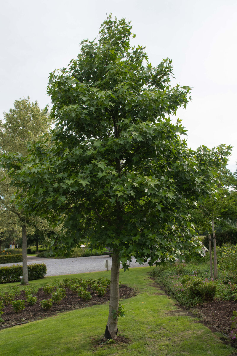 Liquidambar styraciflua