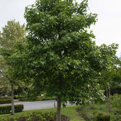 Liquidambar styraciflua