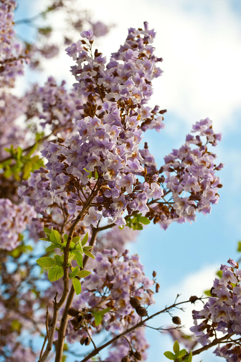 Paulownia tomentosa