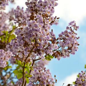 Paulownia tomentosa