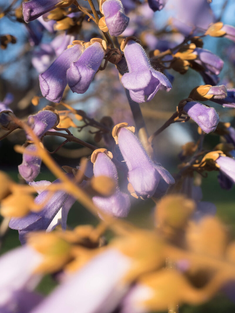 Paulownia tomentosa