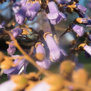 Paulownia tomentosa