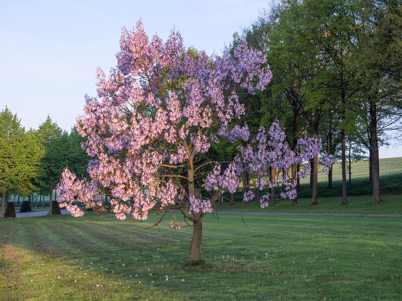 Paulownia tomentosa