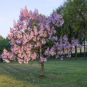 Paulownia tomentosa