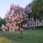 Paulownia tomentosa