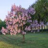 Paulownia tomentosa