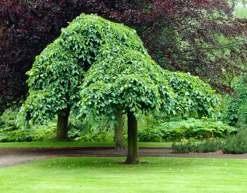 Morus alba Pendula