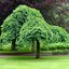 Morus alba Pendula