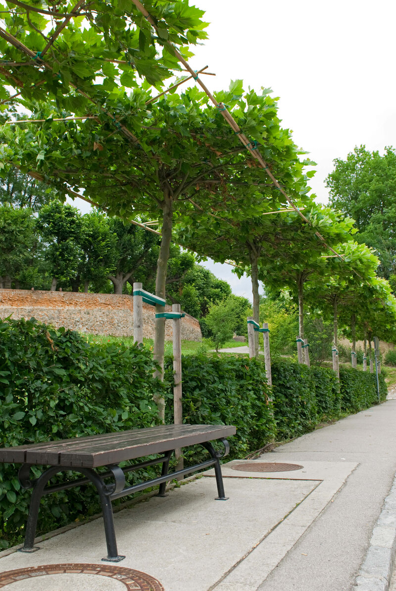 Platanus acerifolia