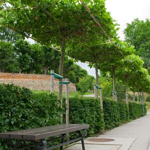 Platanus acerifolia