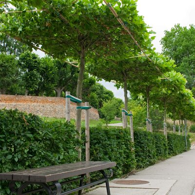 Platanus acerifolia