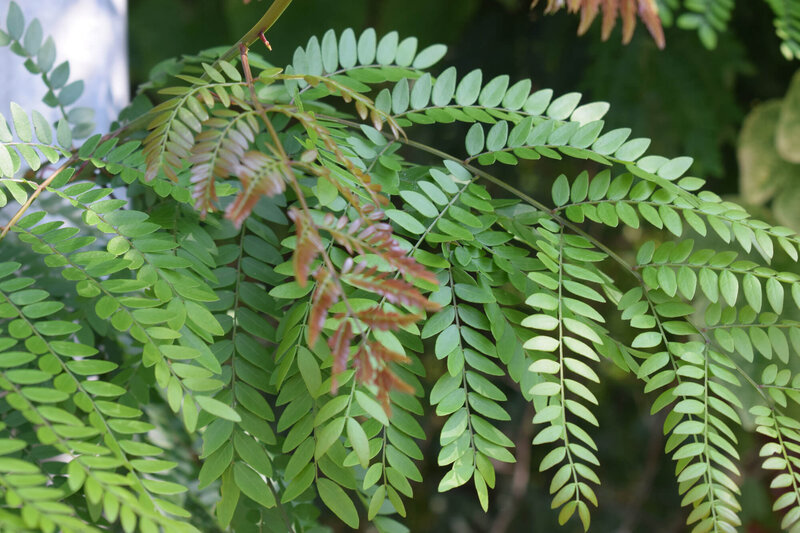 Gleditsia triacanthos Skyline