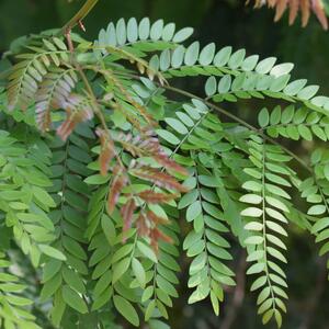 Gleditsia triacanthos Skyline