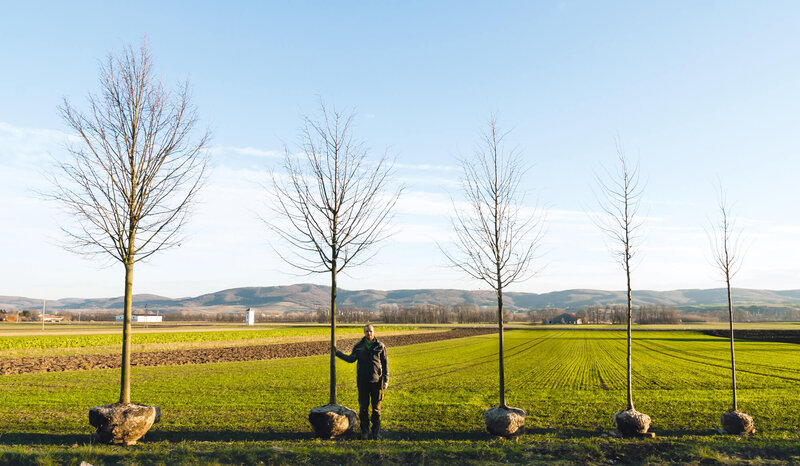 Tilia cordata Greenspire