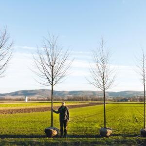Tilia cordata Greenspire