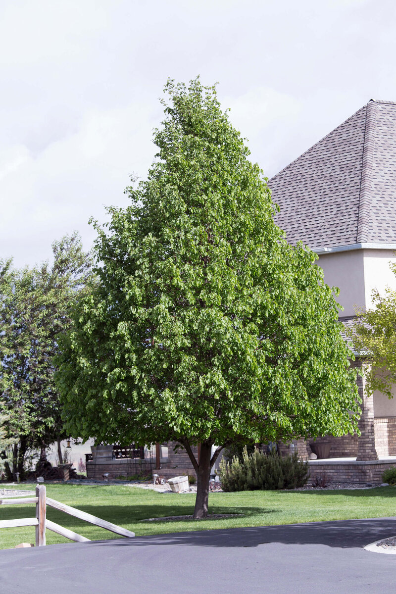 Tilia cordata Greenspire