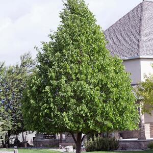 Tilia cordata Greenspire