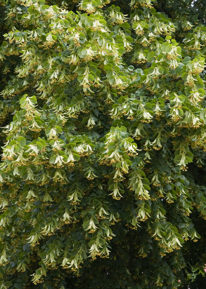 Tilia cordata Greenspire