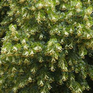 Tilia cordata Greenspire