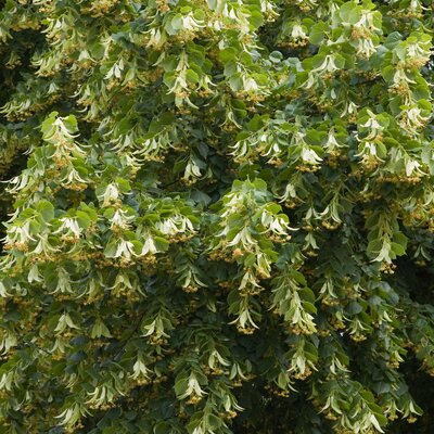 Tilia cordata Greenspire