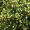 Tilia cordata Greenspire