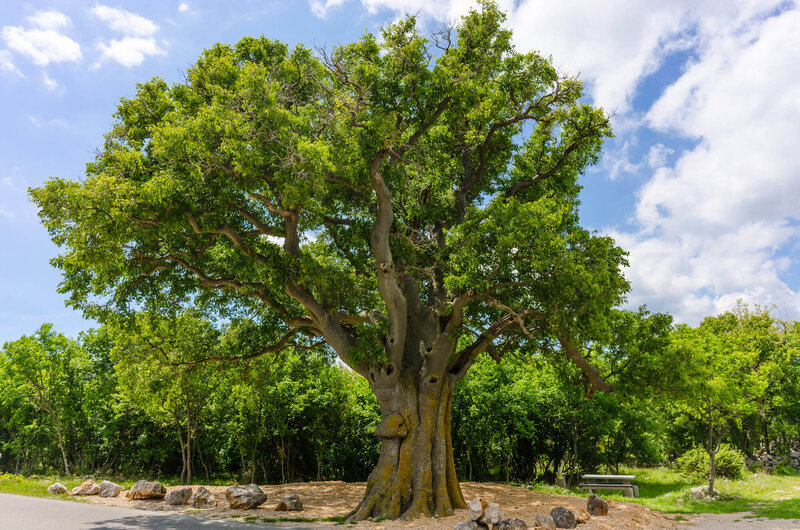 Celtis australis