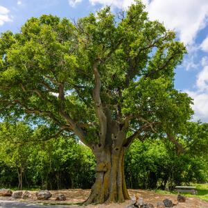 Celtis australis