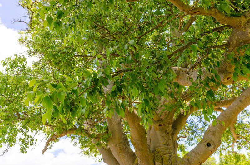 Celtis australis