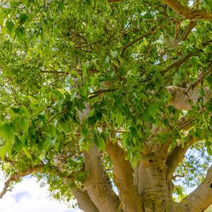 Celtis australis