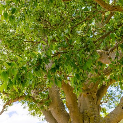 Celtis australis