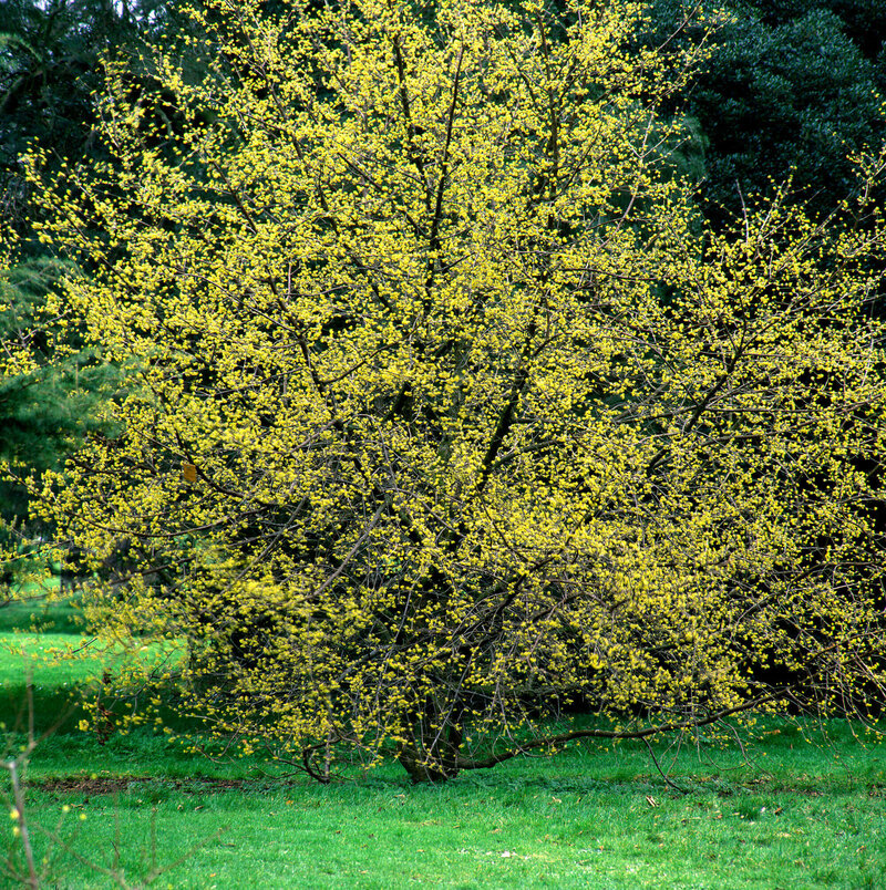 Cornus mas