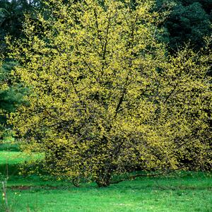 Cornus mas