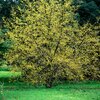 Cornus mas