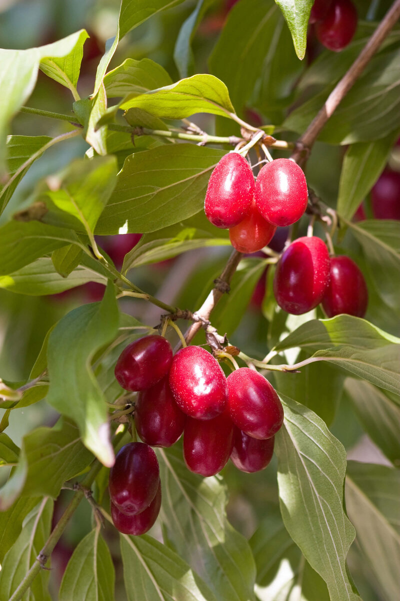 Cornus mas