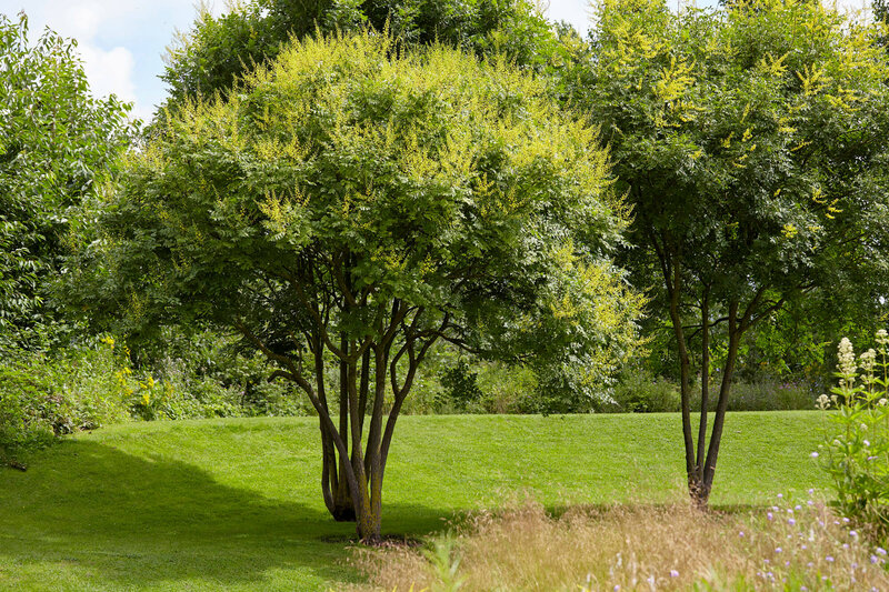 Koelreuteria paniculata