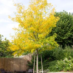 Gleditsia triacanthos Skyline