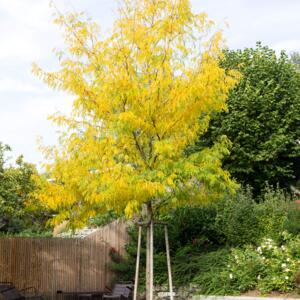 Gleditsia triacanthos Skyline