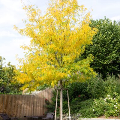 Gleditsia triacanthos Skyline